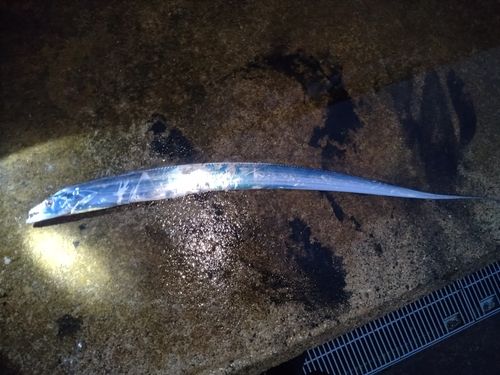 タチウオの釣果