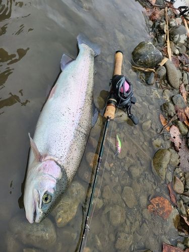 ニジマスの釣果