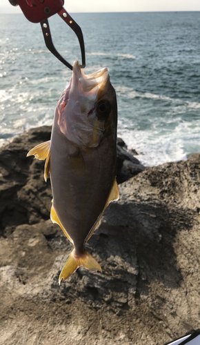 カンパチの釣果