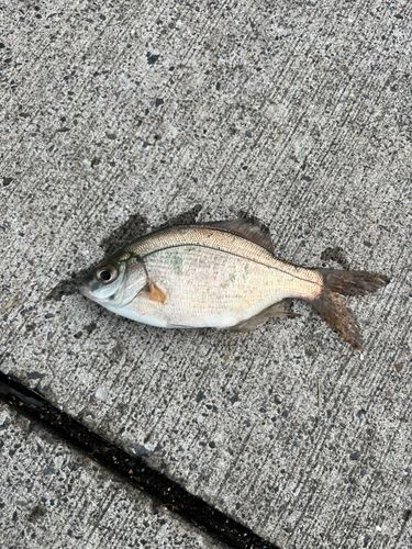 ウミタナゴの釣果