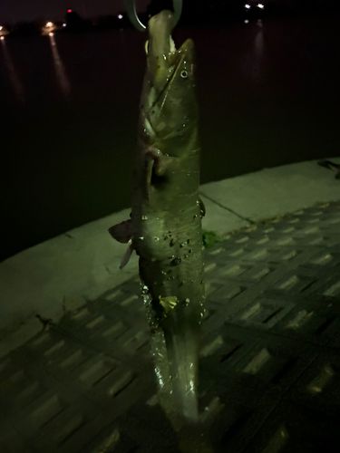 ナマズの釣果