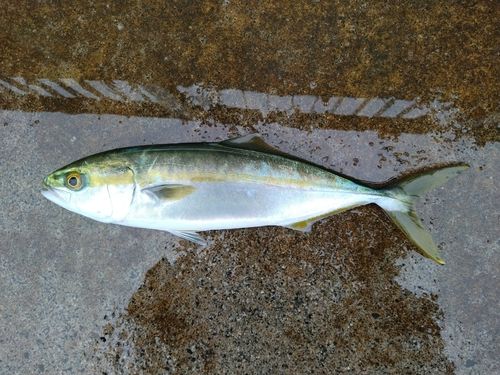 ツバイソの釣果