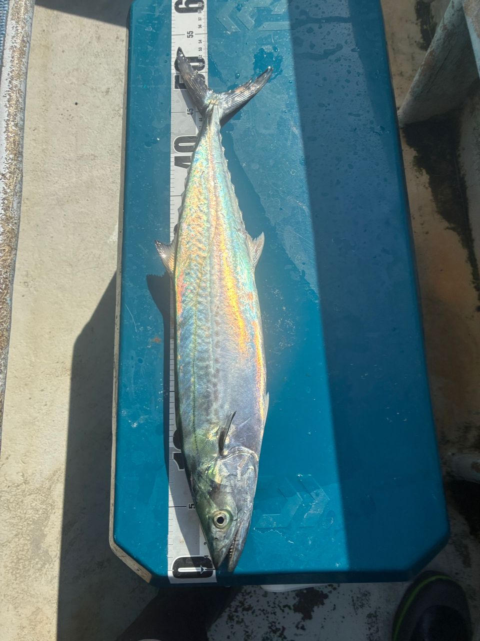 中村ツモさんの釣果 2枚目の画像