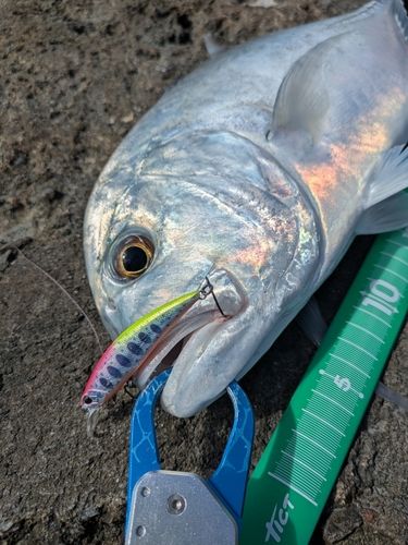 ロウニンアジの釣果