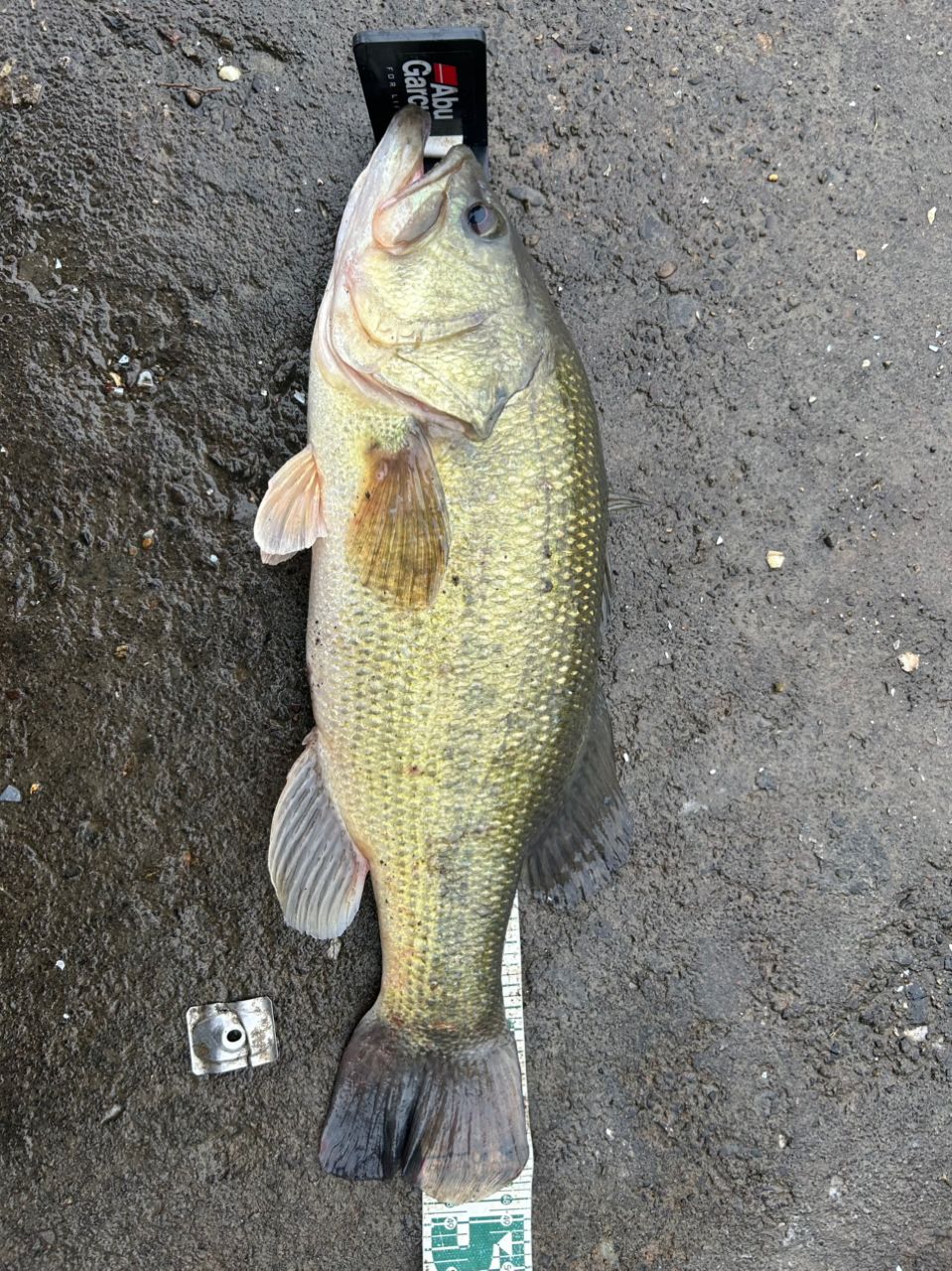 ラージマウスバス