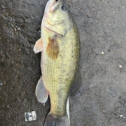 ラージマウスバス