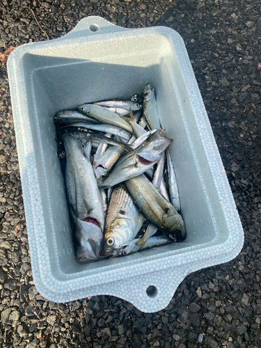 東京ゲートブリッジ付近