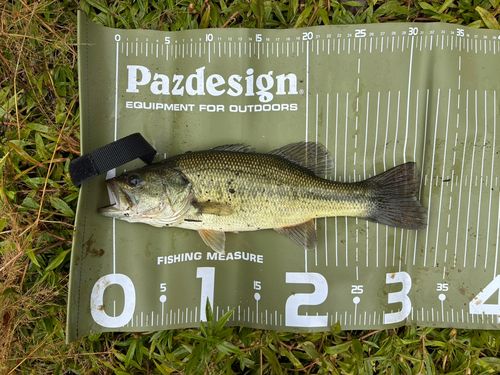 野尻湖（小林）