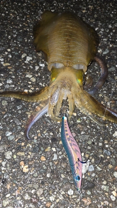 アオリイカの釣果