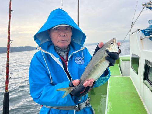 マアジの釣果