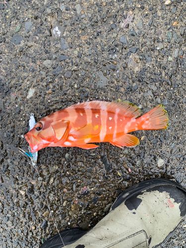 内浦湾（沼津）