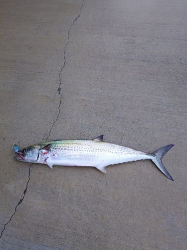 南芦屋浜ベランダ