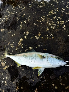 ヒラマサの釣果