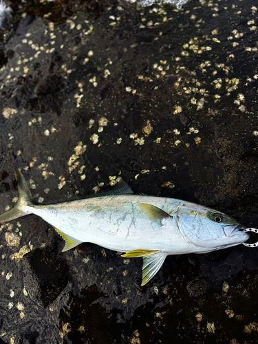 ヒラマサの釣果