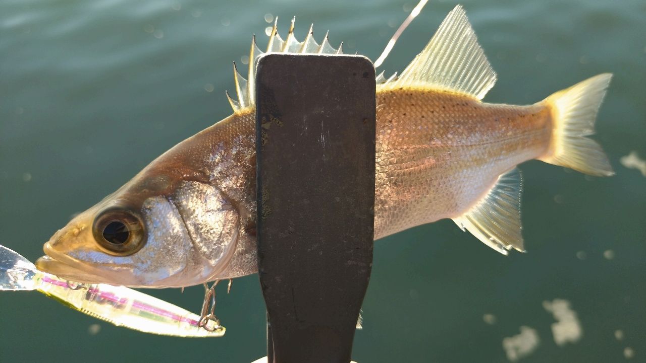 セイゴ（ヒラスズキ）