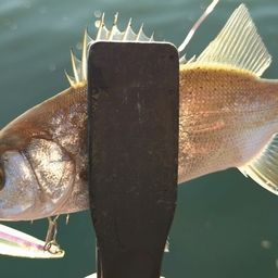 セイゴ（ヒラスズキ）