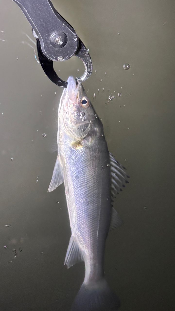 SHIMANO 18ワールドシャウラ 2833RS-2の最安値・インプレ・釣果 | 本音