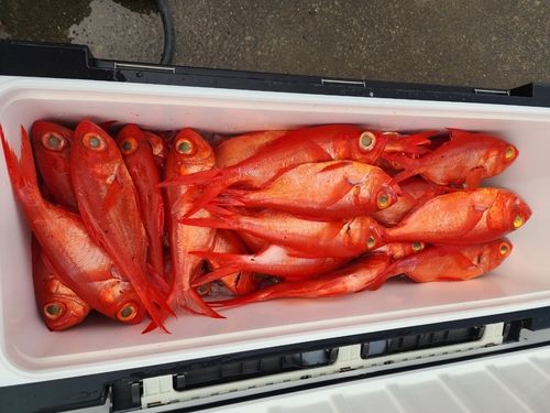 キンメダイの釣果