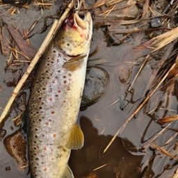 ブラウントラウト