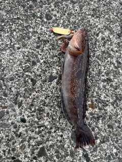 トウベツカジカの釣果