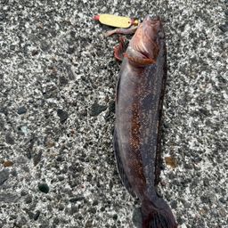 トウベツカジカ