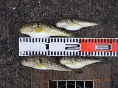 コモンフグの釣果