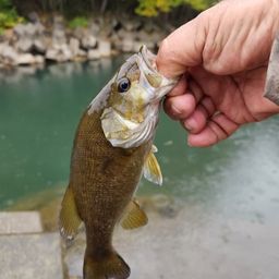 スモールマウスバス