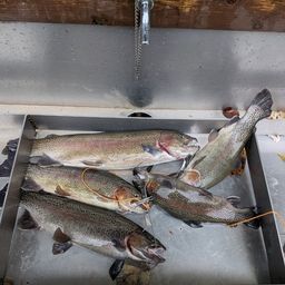 レインボートラウト