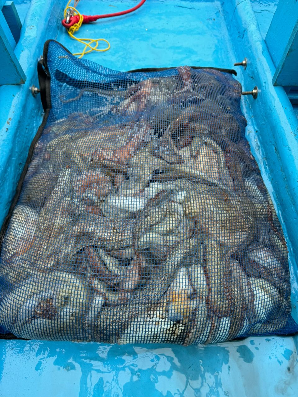 ファンタグレープさんの釣果 1枚目の画像