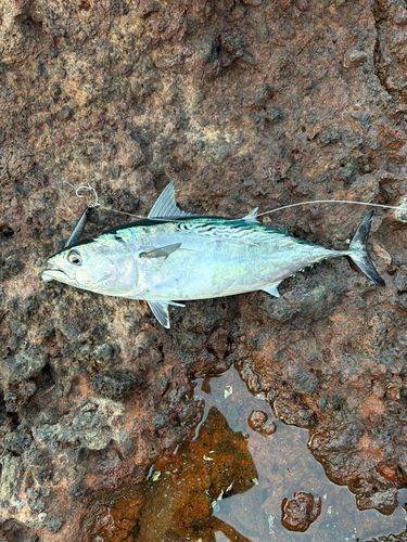 スマカツオの釣果