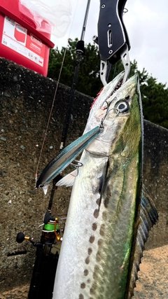 サゴシの釣果