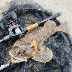 トウベツカジカの釣果