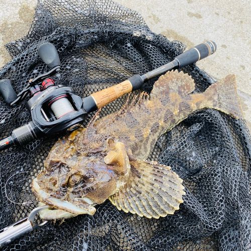 トウベツカジカの釣果