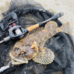 トウベツカジカ