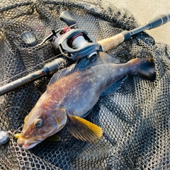 アイナメの釣果