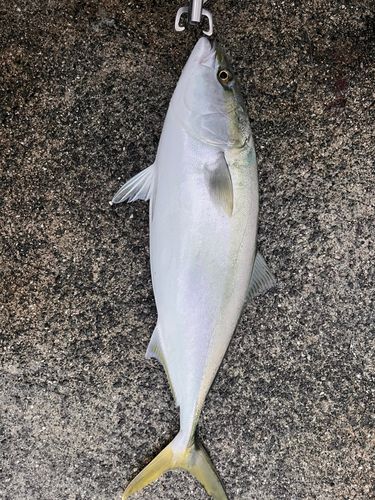 ハマチの釣果