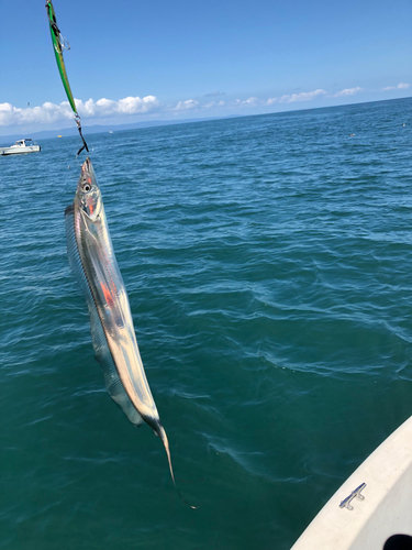 タチウオの釣果