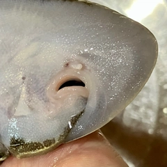 クロウシノシタの釣果