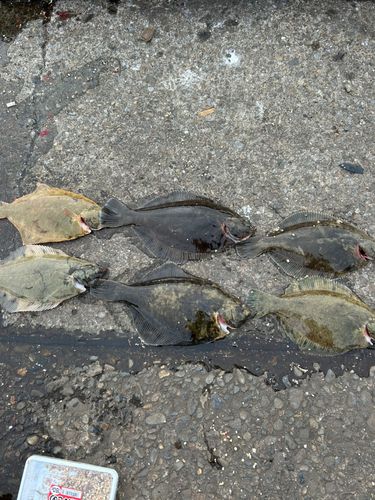 カレイの釣果
