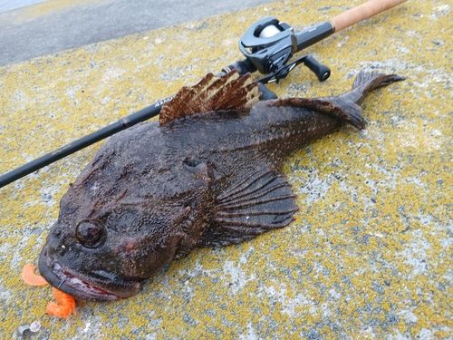 カジカの釣果
