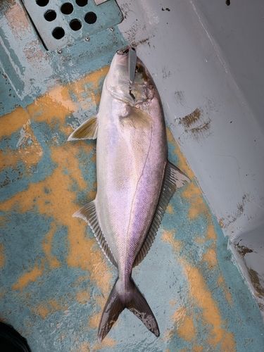 ホウボウの釣果