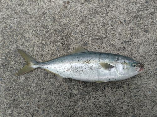 三陸海岸（岩手）