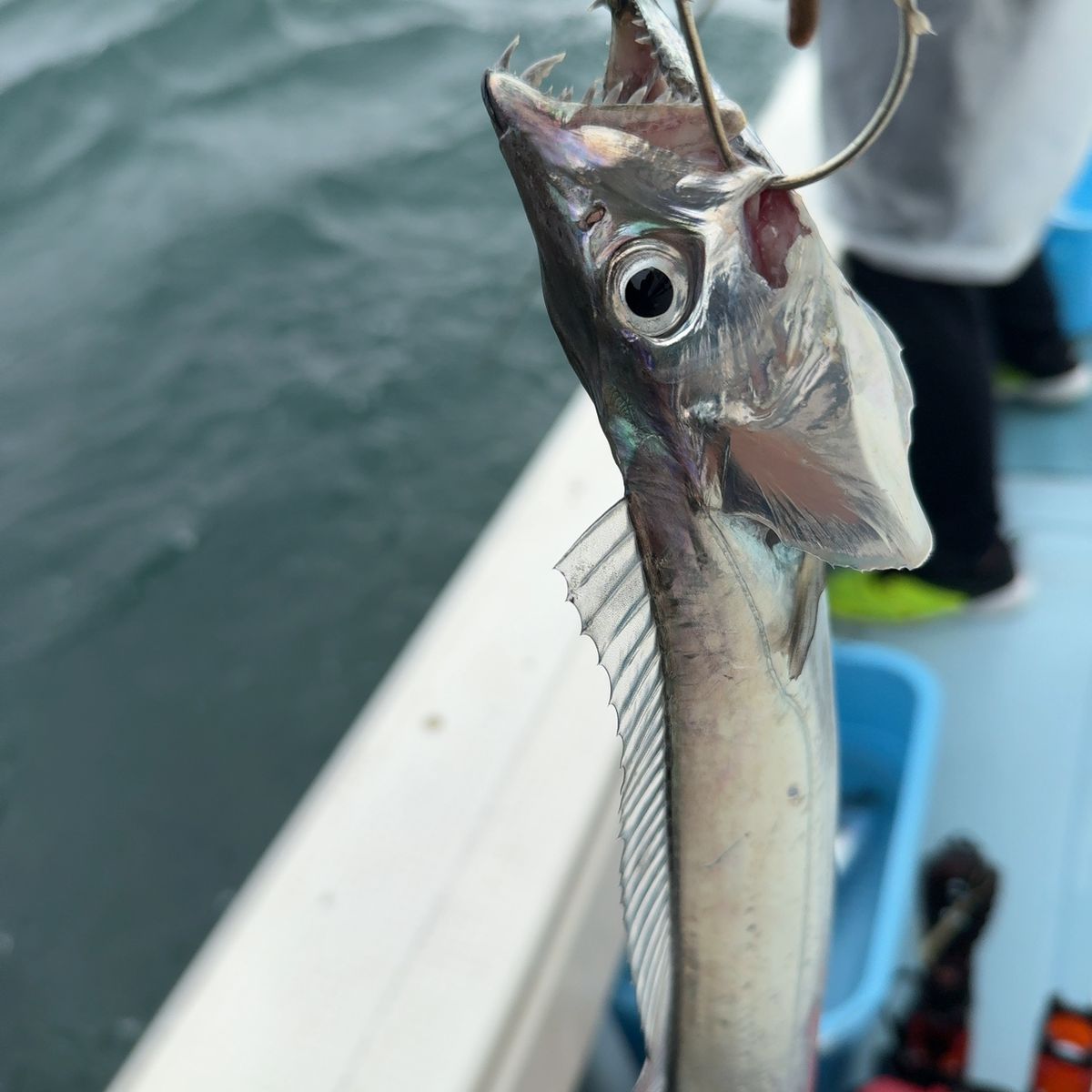 遊釣CH まっすん♪さんの釣果 1枚目の画像