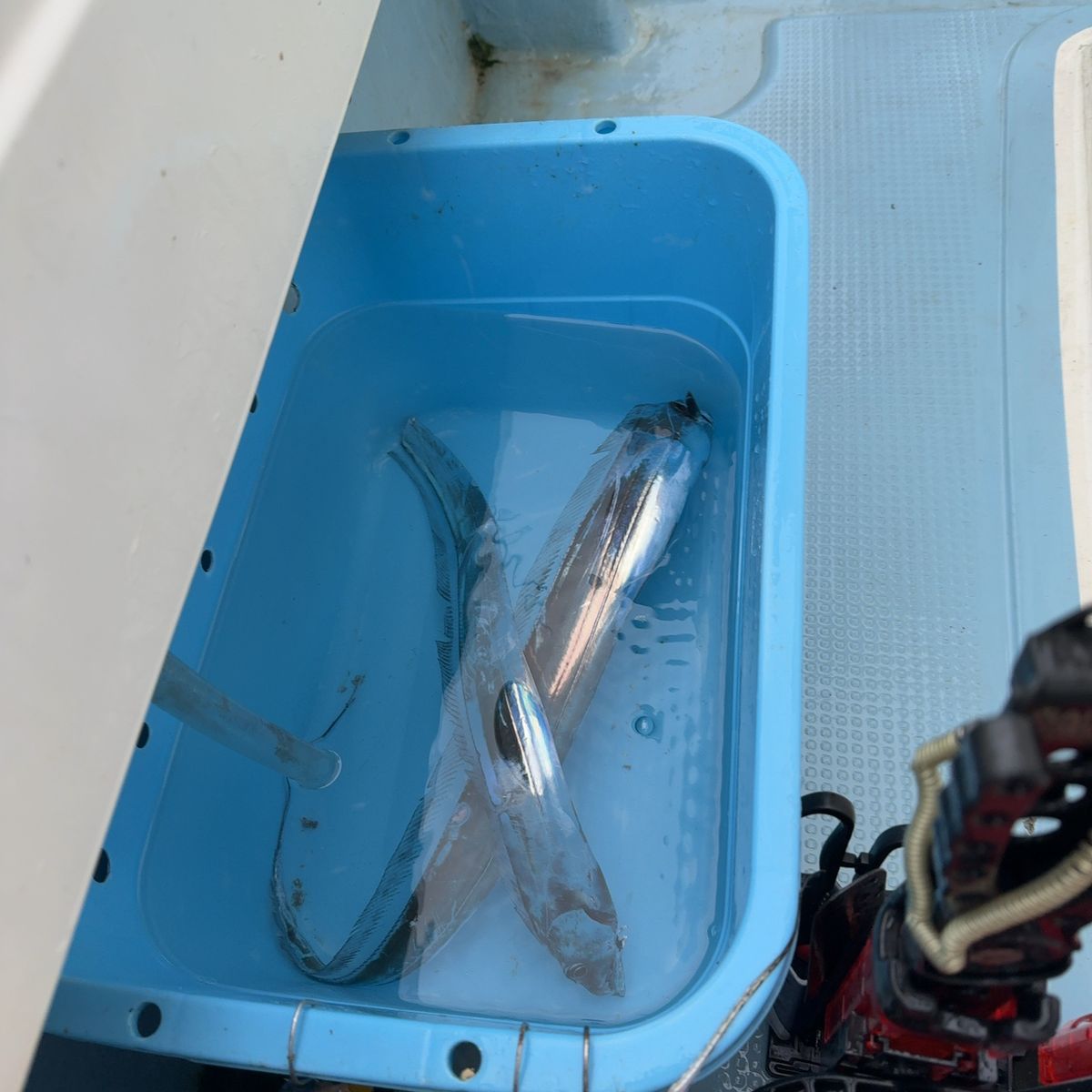 遊釣CH まっすん♪さんの釣果 3枚目の画像