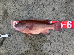 コブダイの釣果
