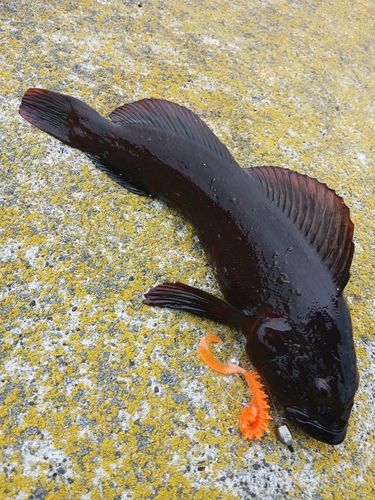 アブラコの釣果