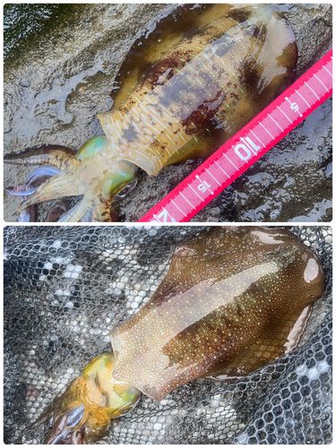 アオリイカの釣果