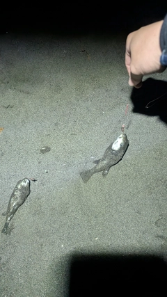 クサフグの釣果