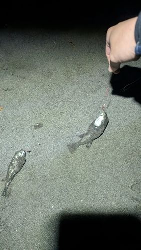 クサフグの釣果