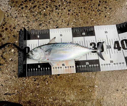 スマガツオの釣果